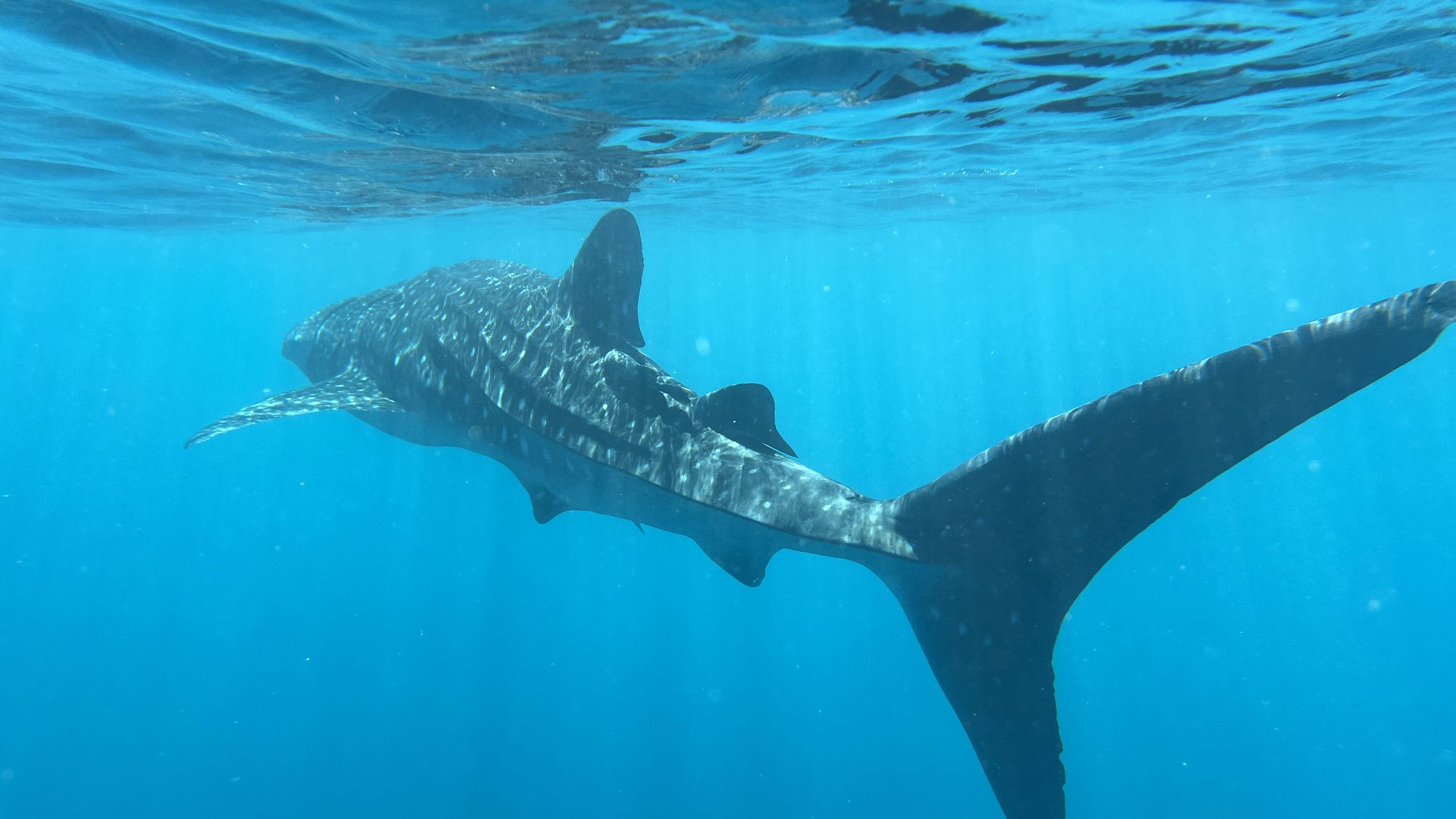 Whale shark swimming in clear blue water — Western Australia